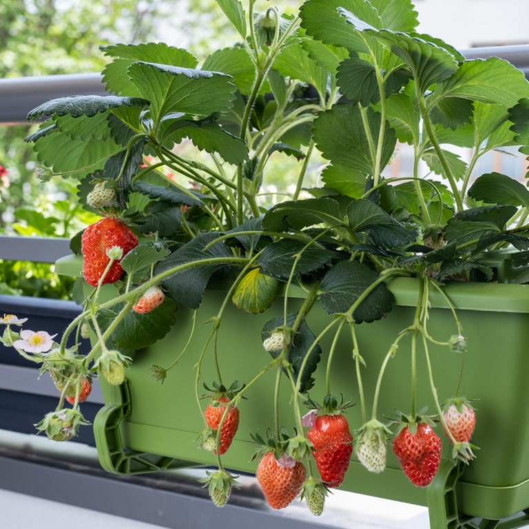 Erdbeerpflanzen im Balkonkasten (Foto: Colourbox)