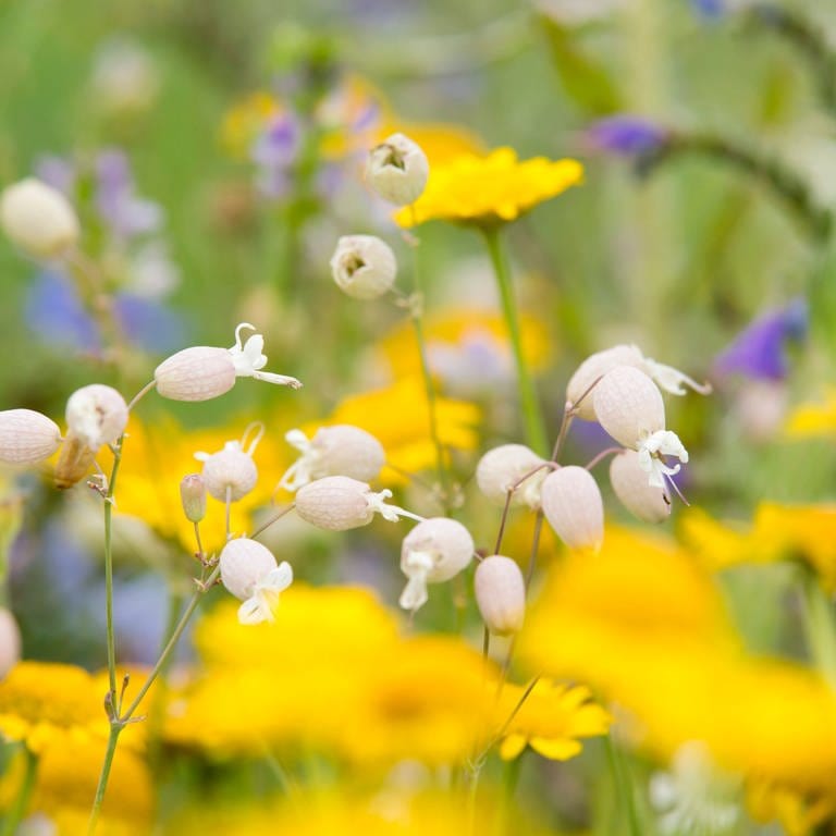 Leimkraut, Silene, Leimkraut, Silene, in einer Wildblumenwiese für Insekten (Foto: IMAGO, IMAGO / Zoonar)